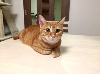 Cat Small To Medium Sized Cats Mammal Dragon Li