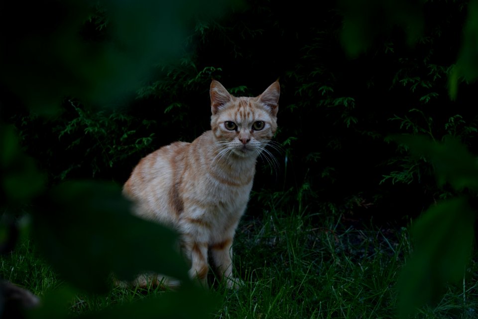 Cat Whiskers Fauna Green photo