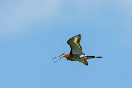 Bird Fauna Sky Shorebird photo