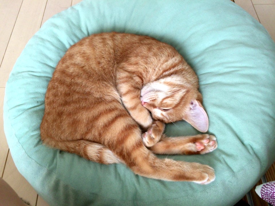 Cat Small To Medium Sized Cats Whiskers Cat Like Mammal