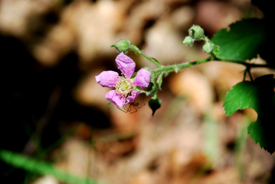 Flora Flower Spring Leaf