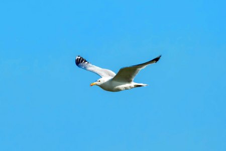 Bird Sky Fauna Seabird photo