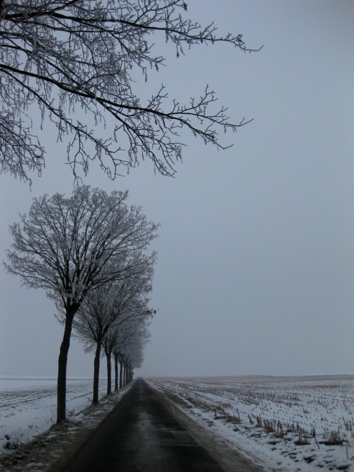Tree Winter Freezing Sky