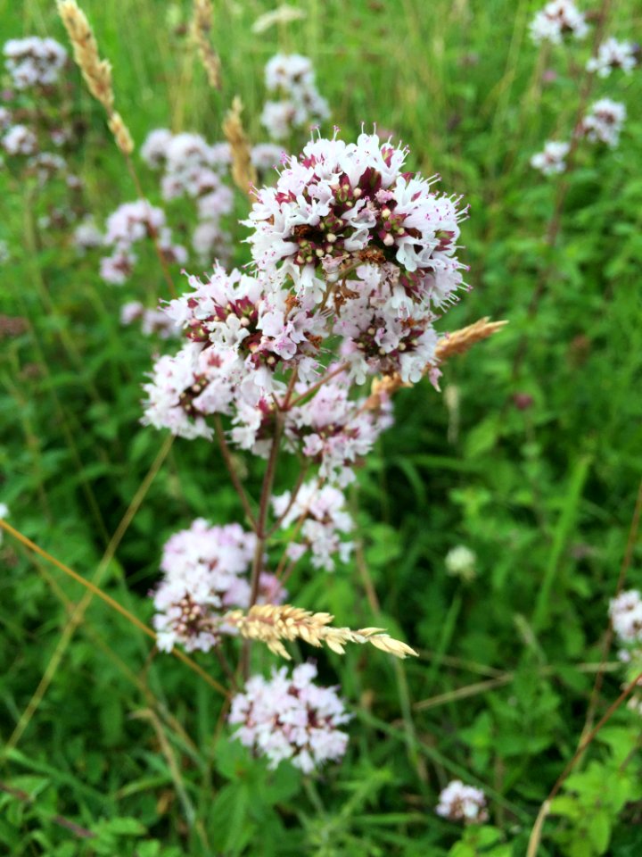 Plant Flower Subshrub Flowering Plant