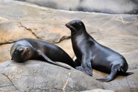 Seals Mammal Fauna Marine Mammal photo