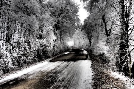 Tree Nature Snow Black And White photo