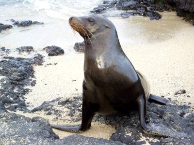 Seals Fauna Mammal Marine Mammal photo