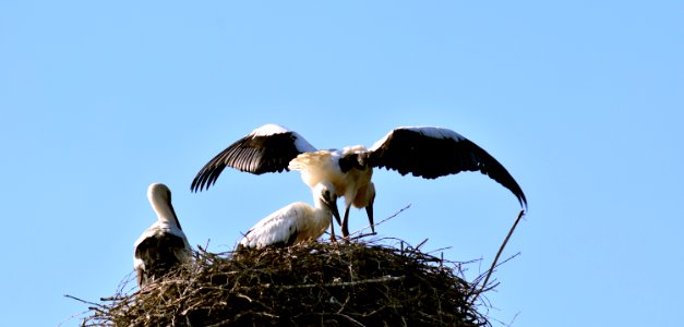 Bird Stork Sky Fauna photo