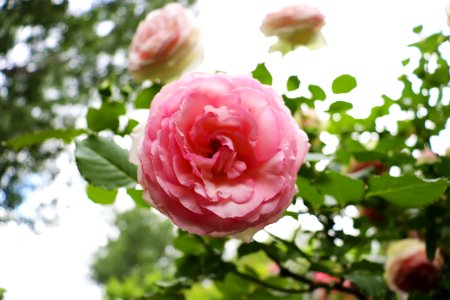 Flower Pink Rose Rose Family photo