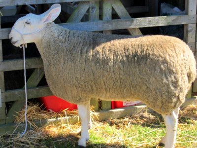 Sheep Mammal Cow Goat Family Fauna