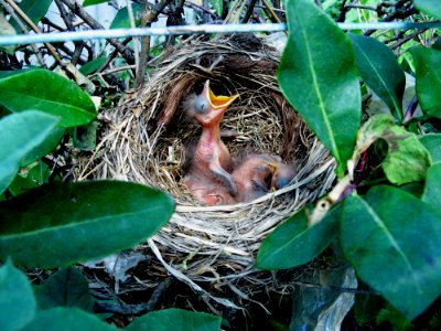 Bird Nest Bird Nest Fauna photo