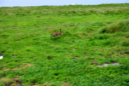 Ecosystem Wildlife Grassland Fauna