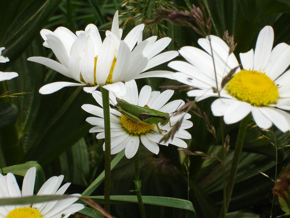 Grasshopper green leaves