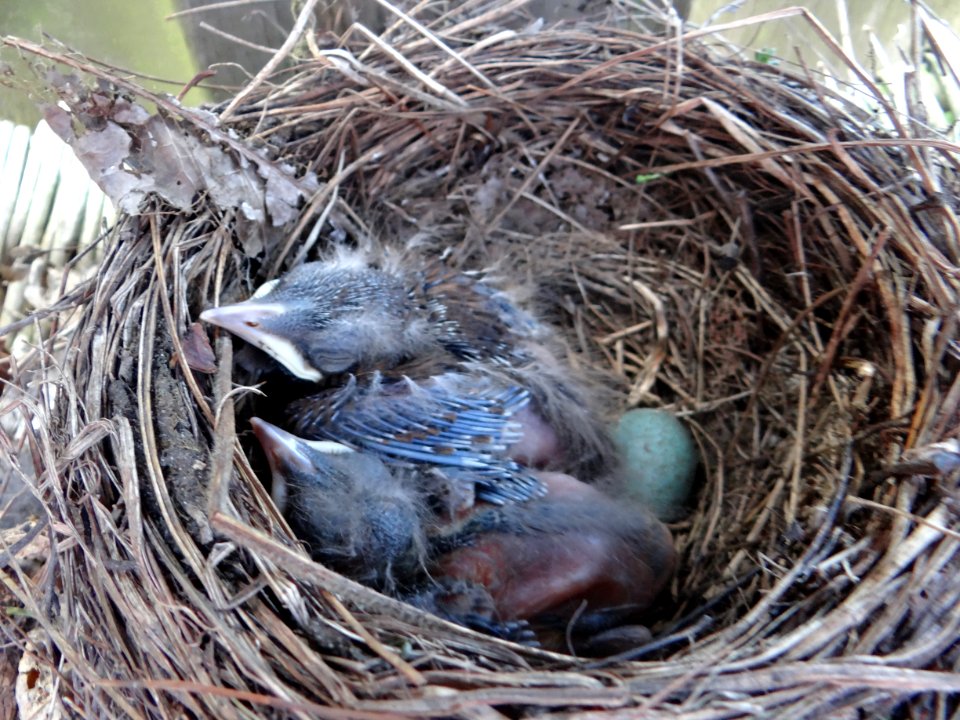 Bird Nest Bird Nest Fauna