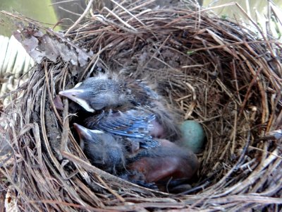 Bird Nest Bird Nest Fauna photo