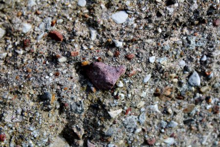 Fauna Rock Soil Organism photo