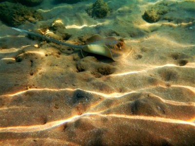Water Underwater Ecosystem Fish