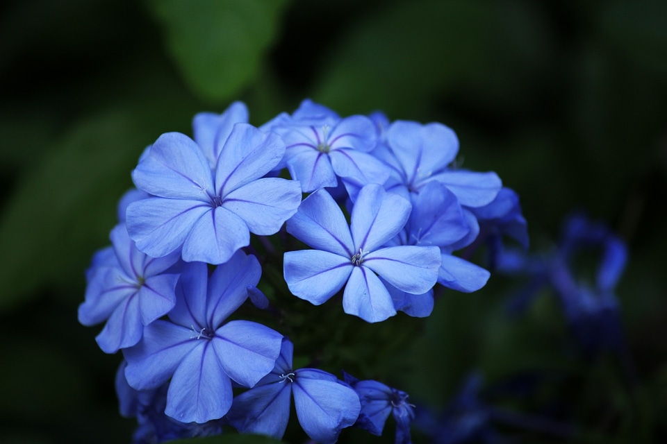 Flowers blue background