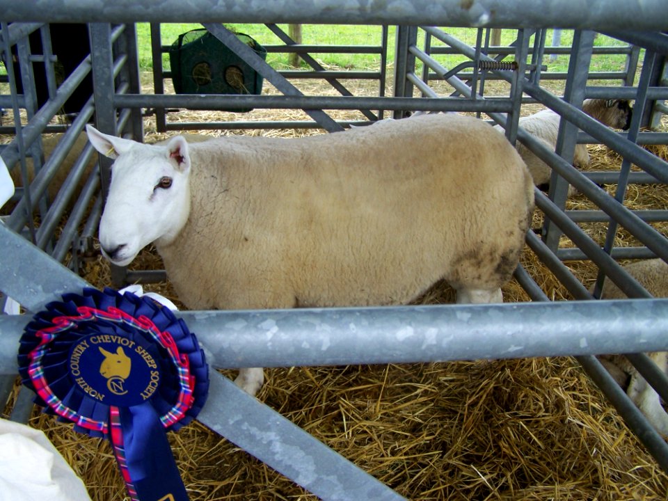 Sheep Cow Goat Family Livestock Cattle Like Mammal
