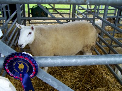 Sheep Cow Goat Family Livestock Cattle Like Mammal photo