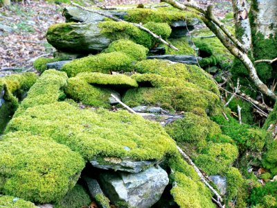 Plant Vegetation Ecosystem Nature Reserve