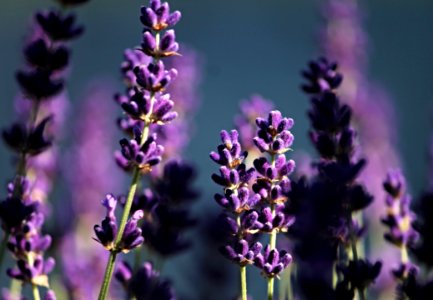English Lavender Lavender Purple Flower photo