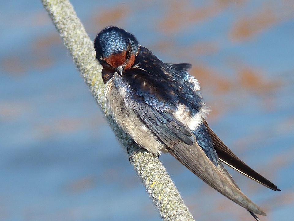 Young young swallow bird