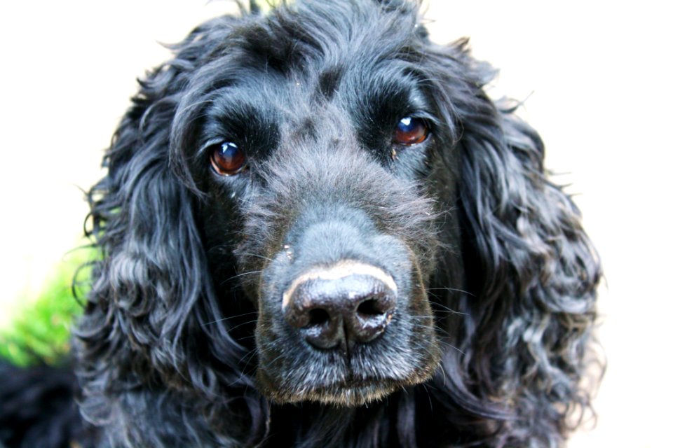 Dog Dog Like Mammal Dog Breed Boykin Spaniel