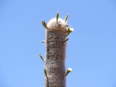 Sky Tree Branch Cactus photo