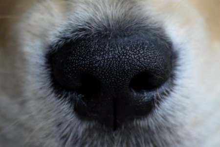 Nose Dog Breed Dog Like Mammal Dog Breed Group photo