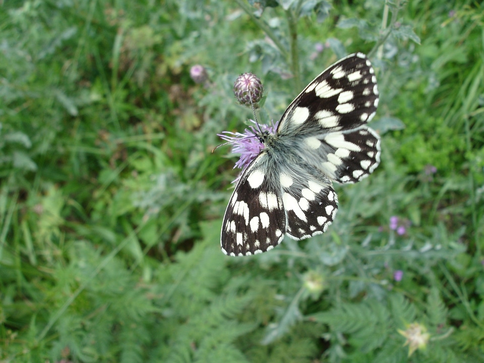 Sitting nymphalid wings