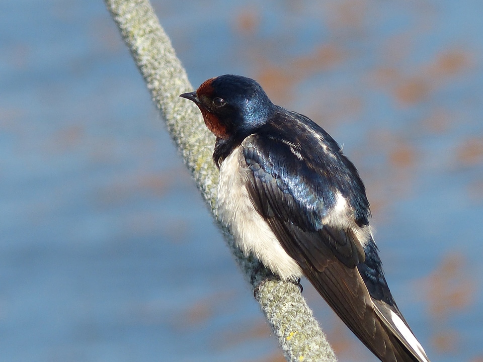 Young young swallow bird