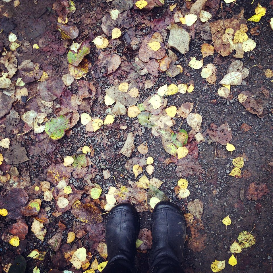 Leaf Autumn Grass Soil