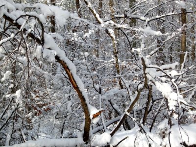 Snow Branch Tree Winter photo