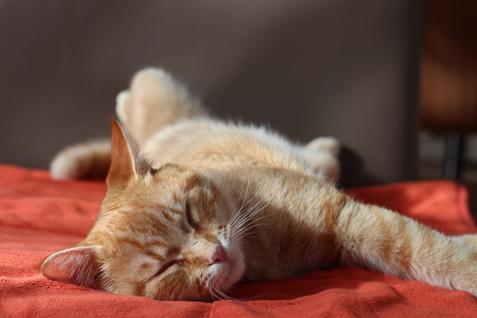 Domestic cat mieze tired