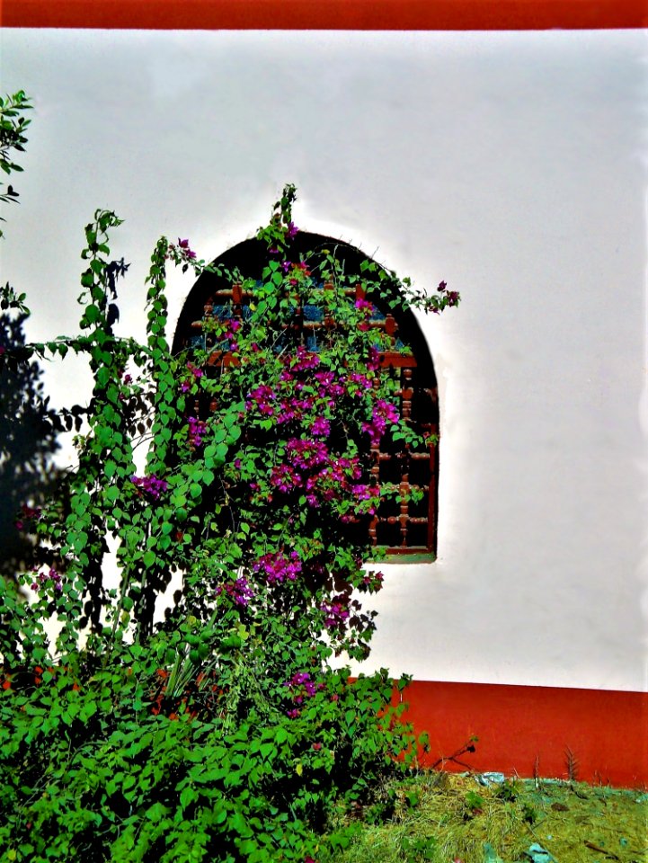 Green Pink Flower Plant