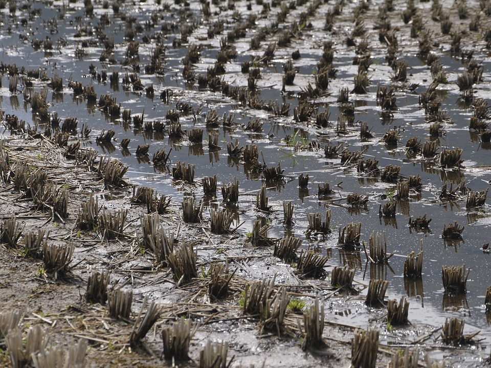 Tanaka harvesting rice soil mechanics