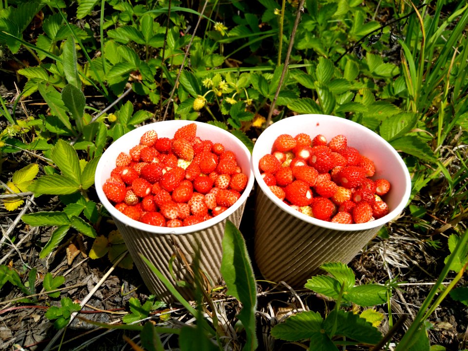 Natural Foods Fruit Local Food Berry