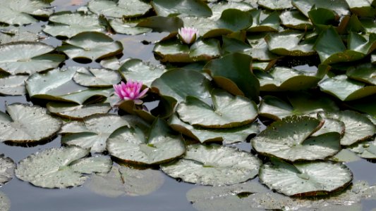 Flower Water Plant Flora