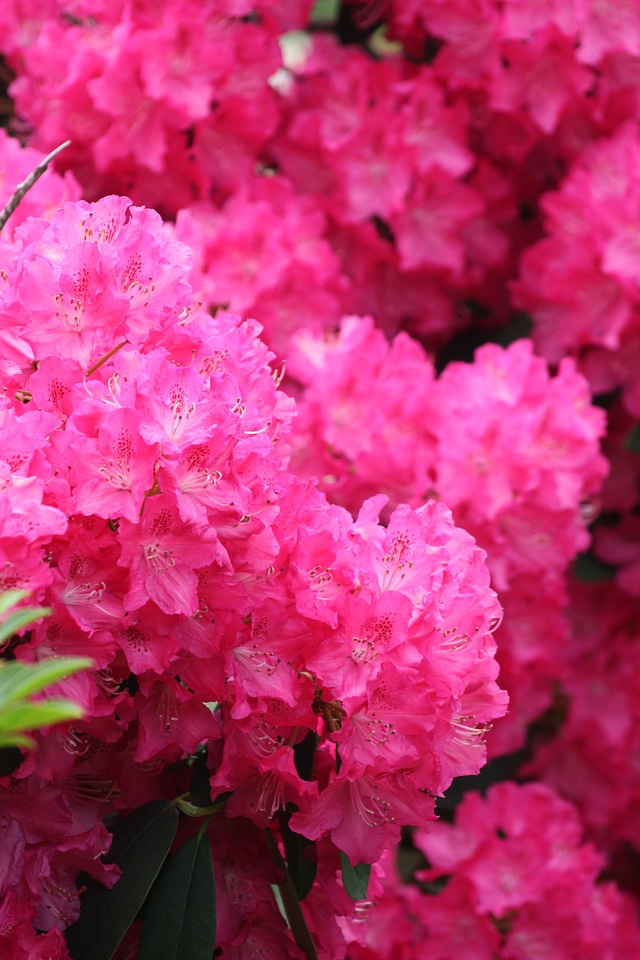 Nature garden plants