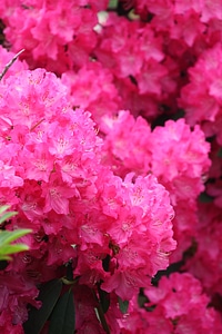 Nature garden plants