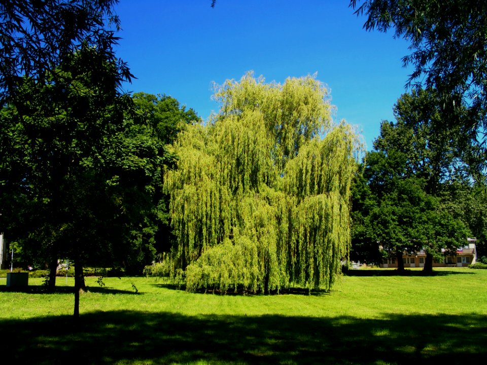 Tree Nature Woody Plant Vegetation
