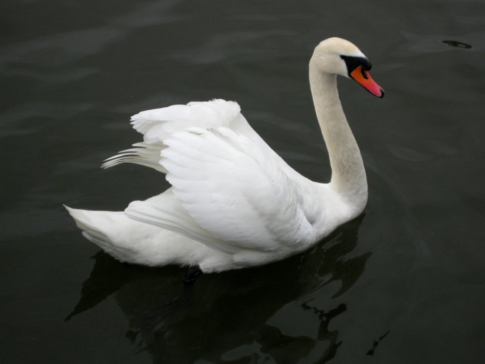 Swan Bird Water Bird Ducks Geese And Swans
