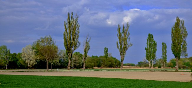 Sky Tree Field Grassland