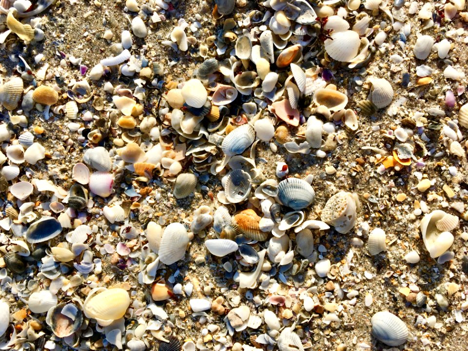 Seashell Pebble Cockle Rock