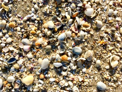 Seashell Pebble Cockle Rock