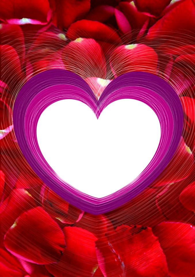 Pink Magenta Petal Purple