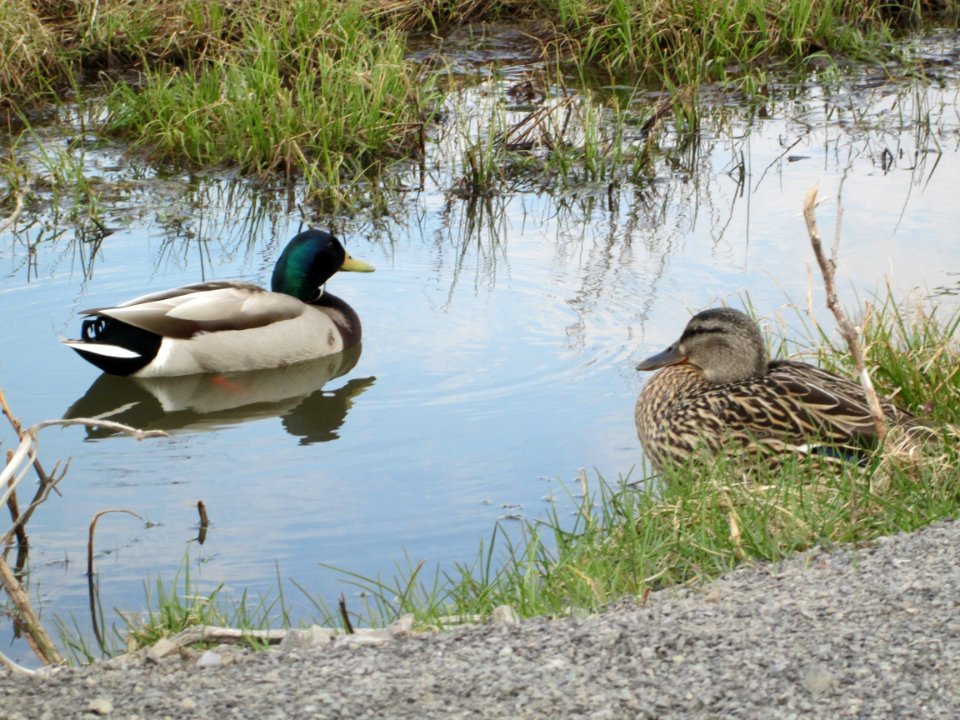 Bird Duck Mallard Water Bird