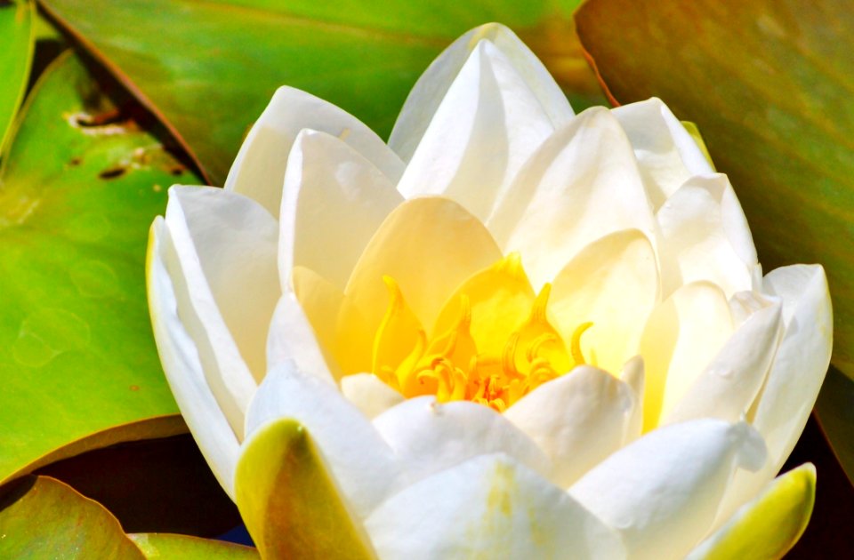 Flower White Yellow Flora