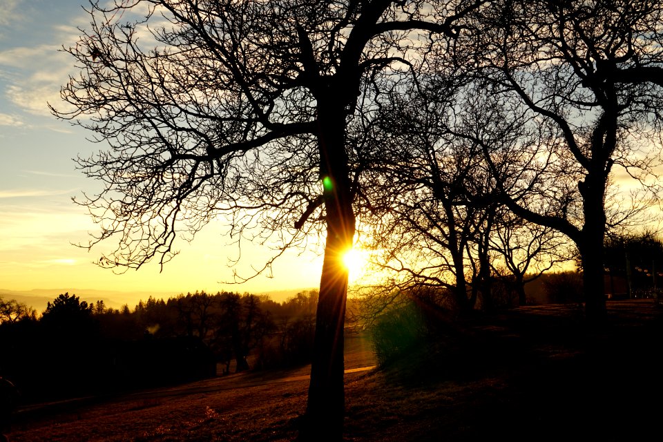 Sky Nature Tree Branch
